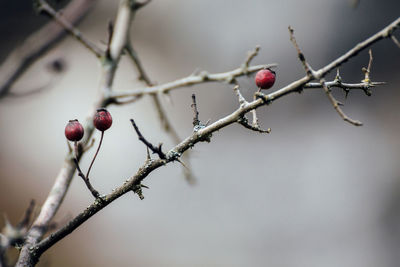 Close-up of thorny plant