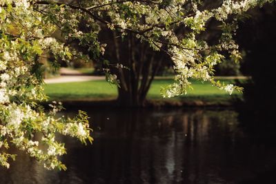 Close-up of tree by lake during sunset