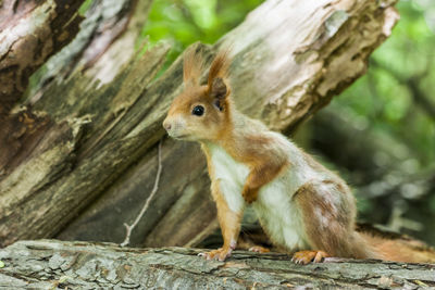 Squirrel on tree trunk