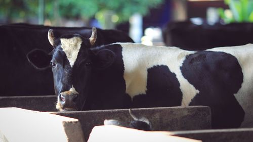 Portrait of cow
