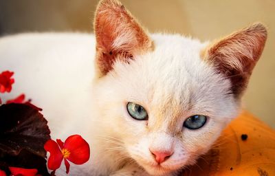 Close-up portrait of a cat