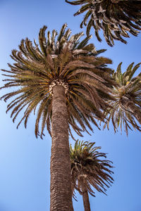 Low angle view of coconut palm tree against sky