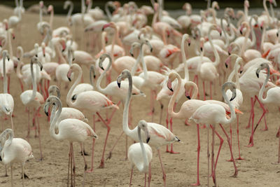 Flamingoes in ras al khor wildlife sanctuary, ramsar site, flamingo hide2, dubai, uae