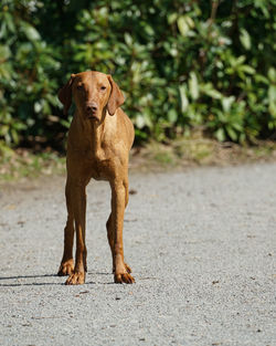 Portrait of dog standing on footpath