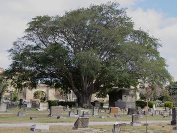 Trees in cemetery against sky