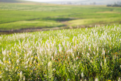 Close-up of wheat field