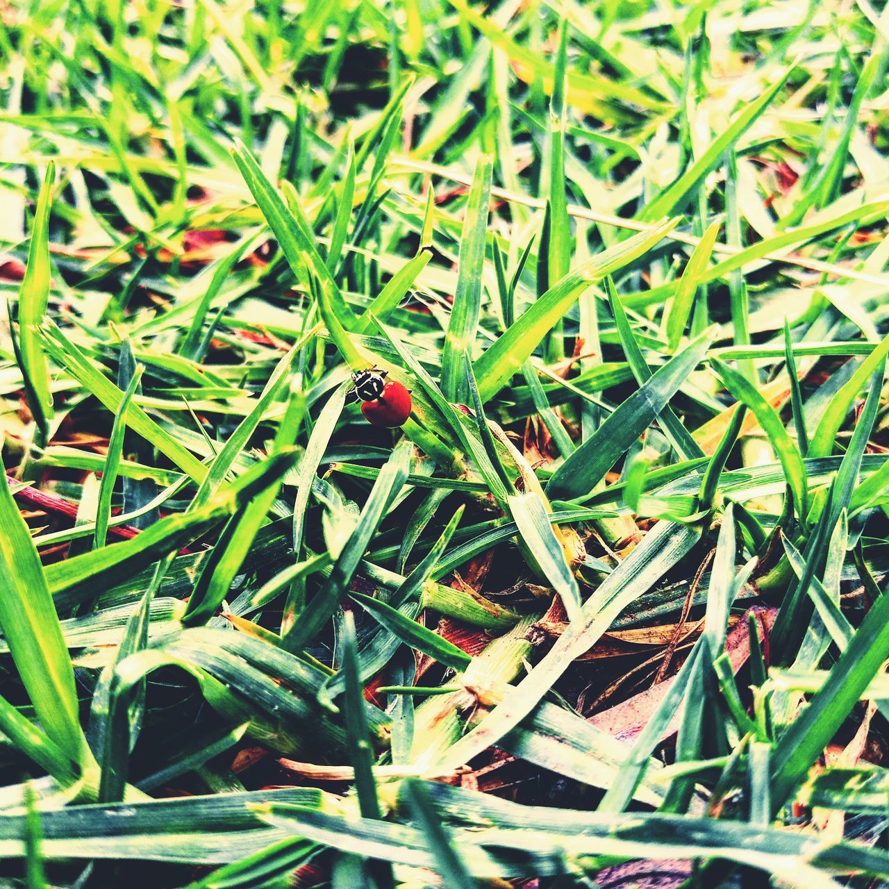 green color, grass, animals in the wild, insect, nature, outdoors, one animal, animal themes, day, close-up, no people, plant, growth, tiny
