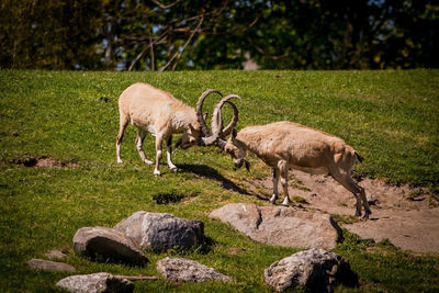 Sheep grazing in a field