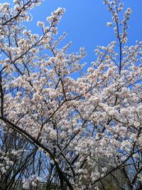 Low angle view of flowering tree against blue sky