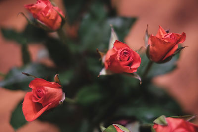 Close-up of red roses blooming outdoors