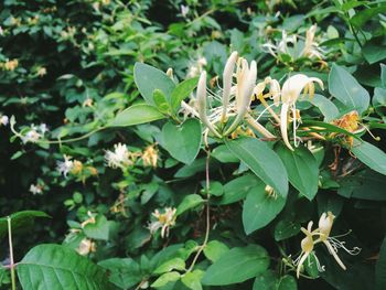 Close-up of flowers
