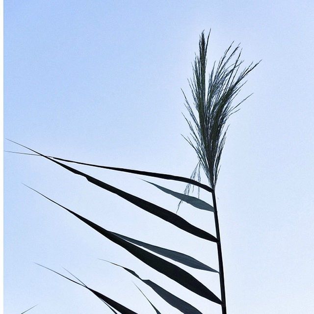 clear sky, copy space, low angle view, growth, nature, tranquility, blue, plant, stem, beauty in nature, palm tree, no people, day, outdoors, tree, tranquil scene, branch, sky, wind, grass