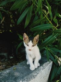 Portrait of cat sitting outdoors