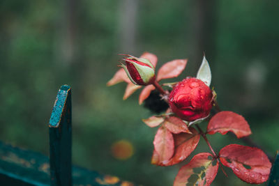 Close-up of red flowering plant