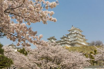 Low angle view of cherry blossom tree by building against clear sky