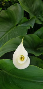 Close-up of white rose flower