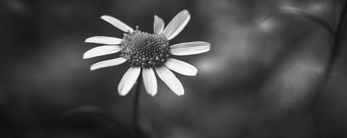 Close-up of white flower