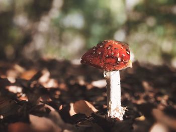 Close-up of fly agaric mushroom on field