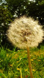 Close-up of dandelion on field