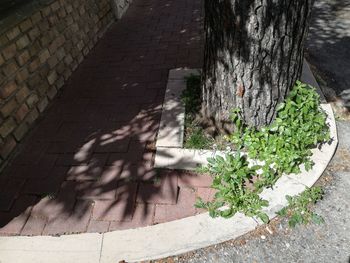 High angle view of trees by wall