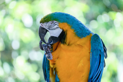 Close-up of a parrot