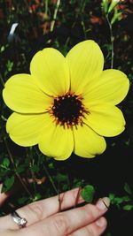 Close-up of hand holding yellow flower