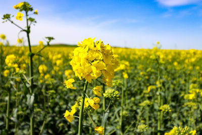 rapeseed