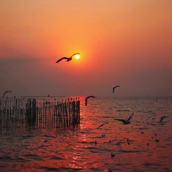 Silhouette of birds flying over sea during sunset