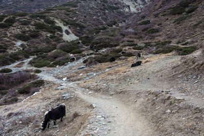 View of dog walking on land