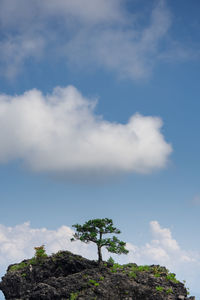 Low angle view of tree against sky