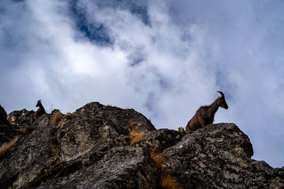 Low angle view of giraffe on rock against sky