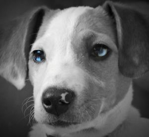 Close-up portrait of dog