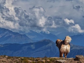 Horse standing on mountain against sky