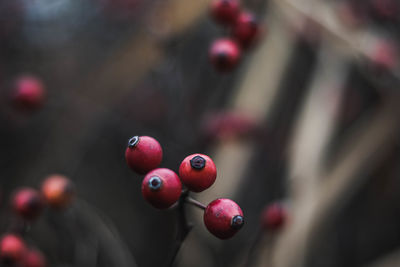 Close-up of red berries growing on plant