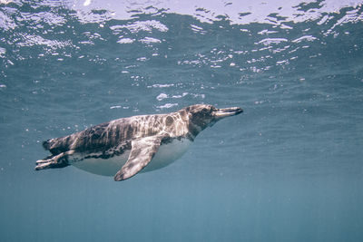 View of turtle swimming in sea