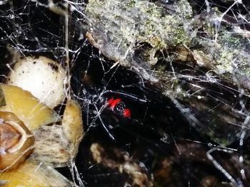 Close-up of insect