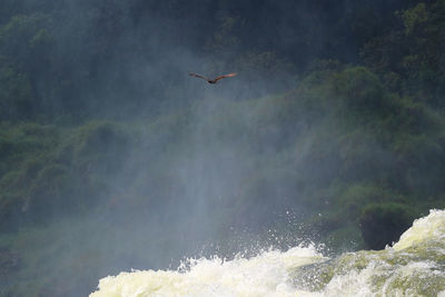 View of bird flying over water
