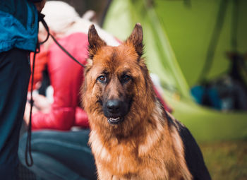 Portrait of dog looking at camera