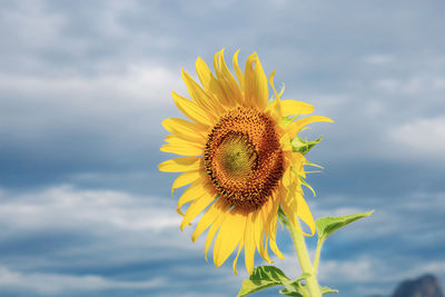 Close-up of sunflower against sky