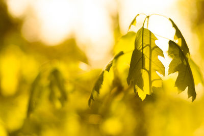 Close-up of yellow leaves on plant during sunset