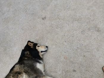 High angle view of dog looking away