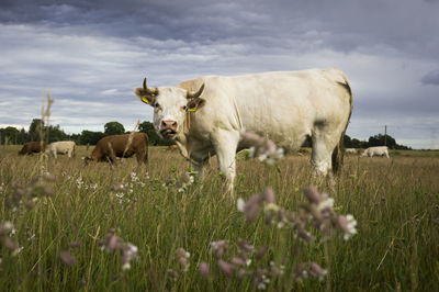 Cows standing in a field