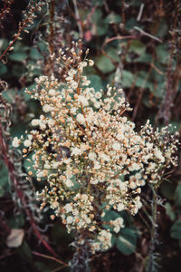 Close-up of white cherry blossom tree