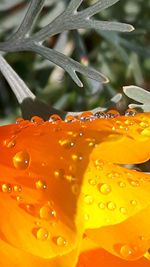 Close-up of raindrops on yellow leaf