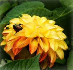 Close-up of yellow flowers blooming outdoors