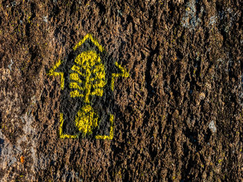 Close-up of yellow flowers on tree trunk