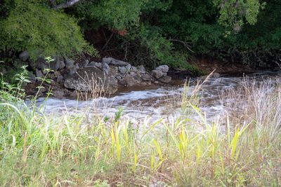 Scenic view of river in forest