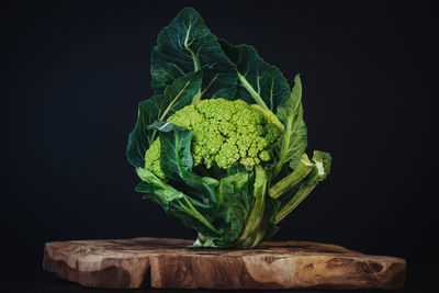 Close-up of vegetable over black background