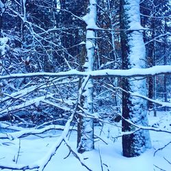 Bare trees in forest during winter