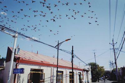 Low angle view of birds flying in city against sky